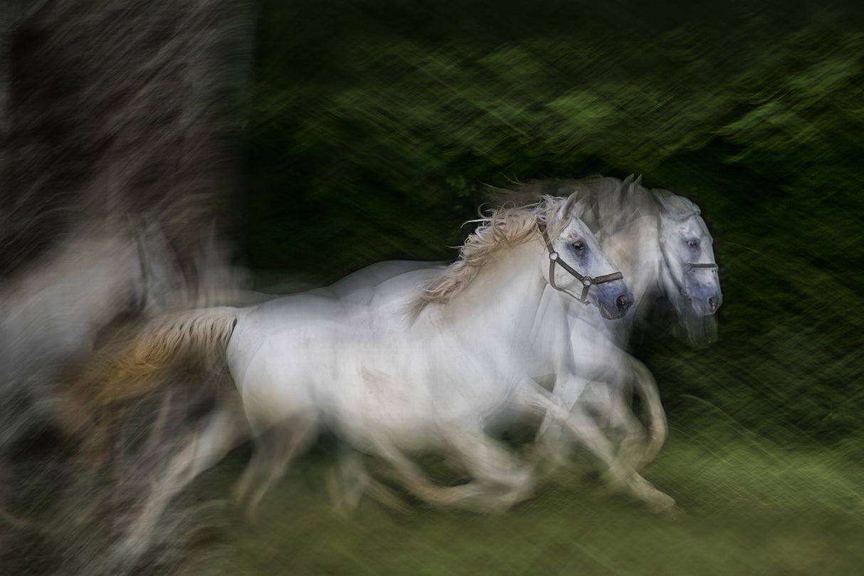 gallop for two Poster och Canvastavla