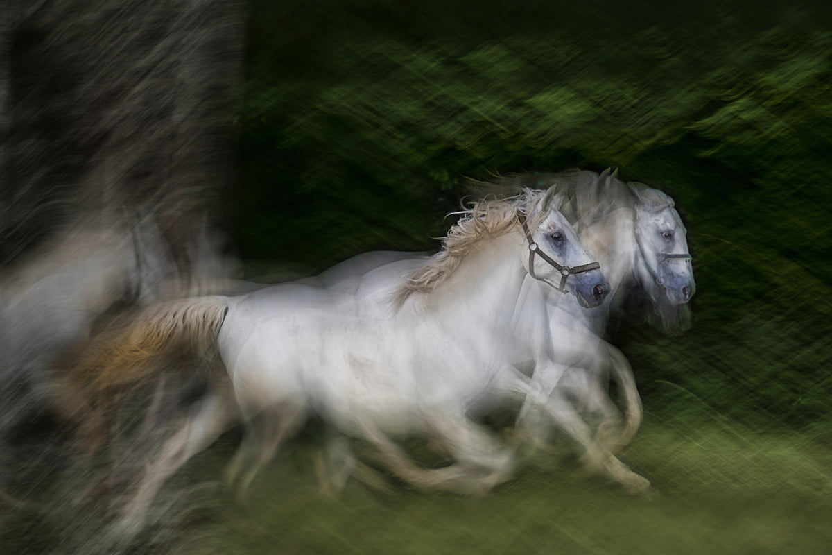 gallop for two Poster och Canvastavla