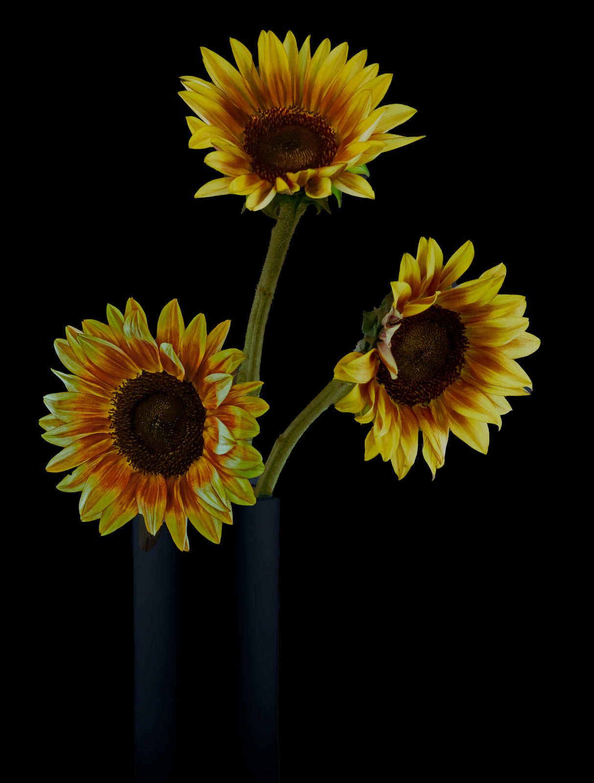 Sunflowers in Shadows Poster och Canvastavla