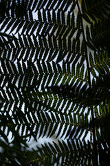 Fern Leaves_1 Poster och Canvastavla