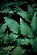 Dark Leaves 15 Poster och Canvastavla