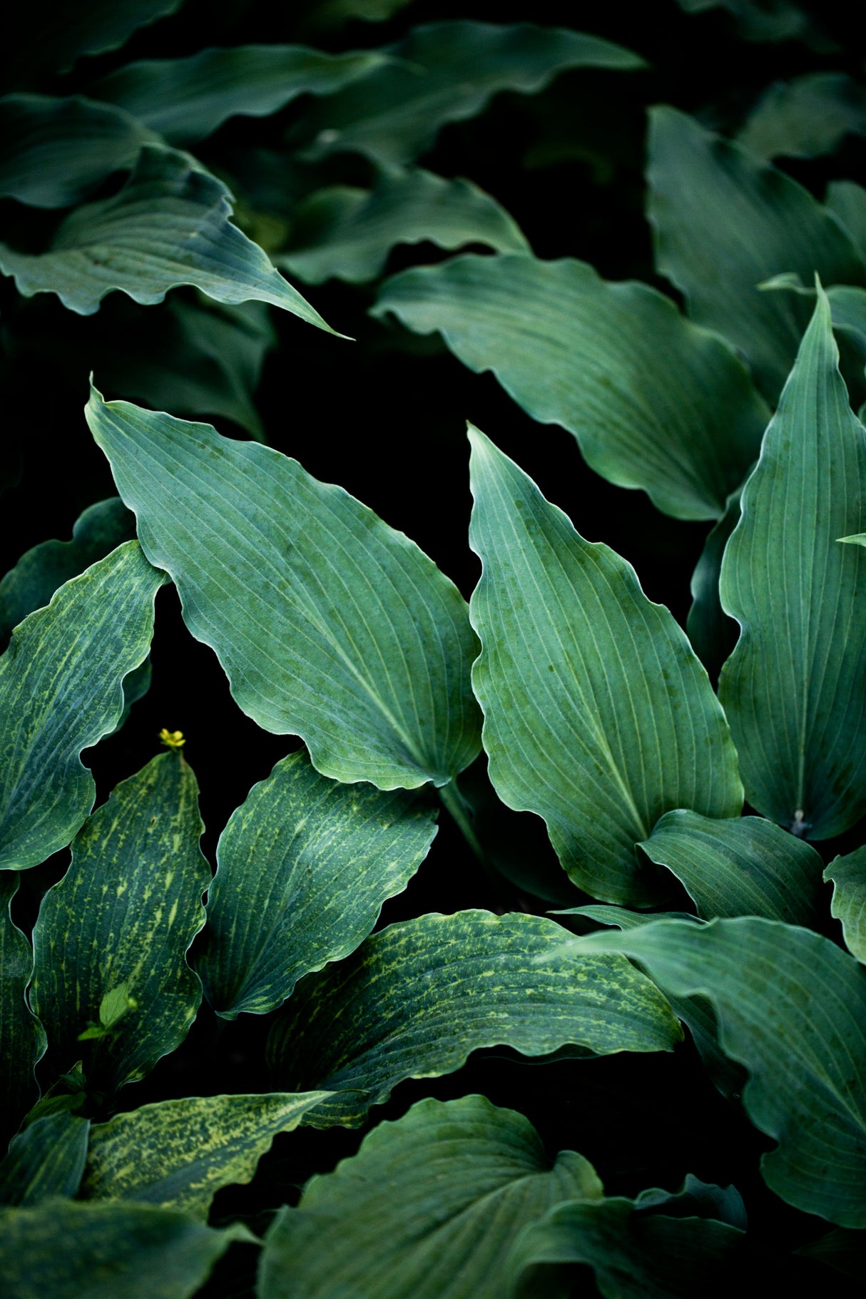 Dark Leaves 15 Poster och Canvastavla