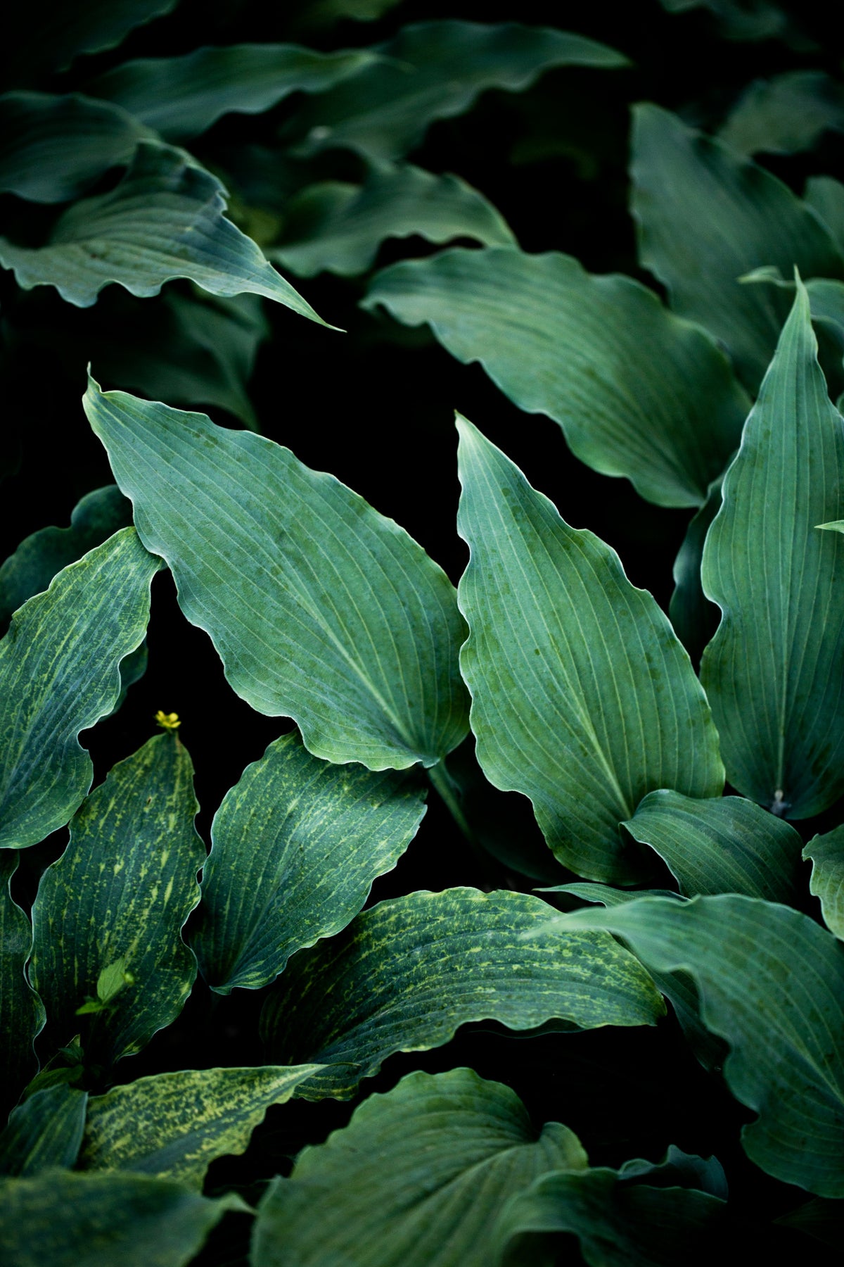 Dark Leaves 15 Poster och Canvastavla