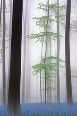 foggy forest .... Poster och Canvastavla