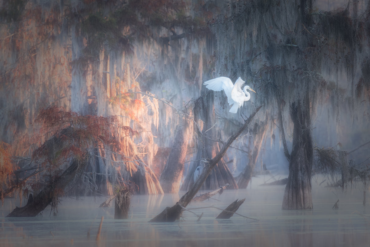 Louisiana Swamp Poster och Canvastavla