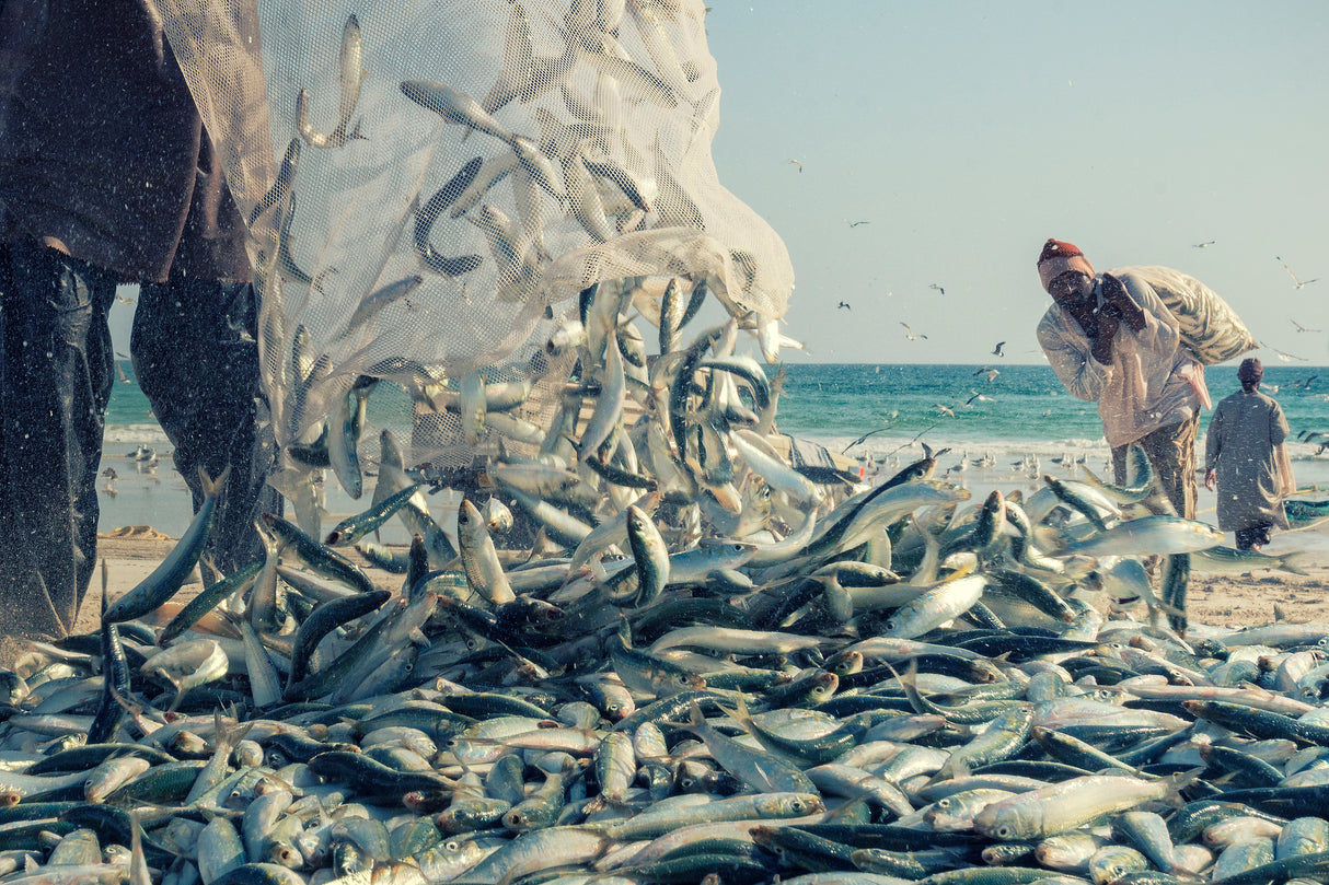 Fishing Sardine Poster och Canvastavla