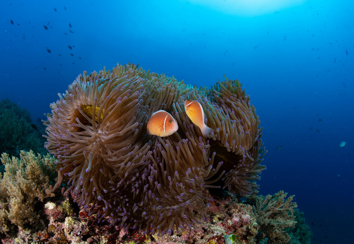 anemone with silverback clownfish Poster och Canvastavla