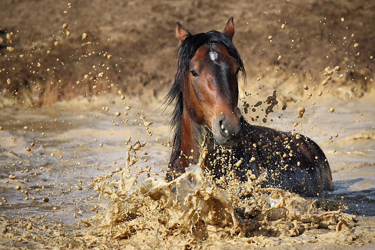 horse in water Poster och Canvastavla