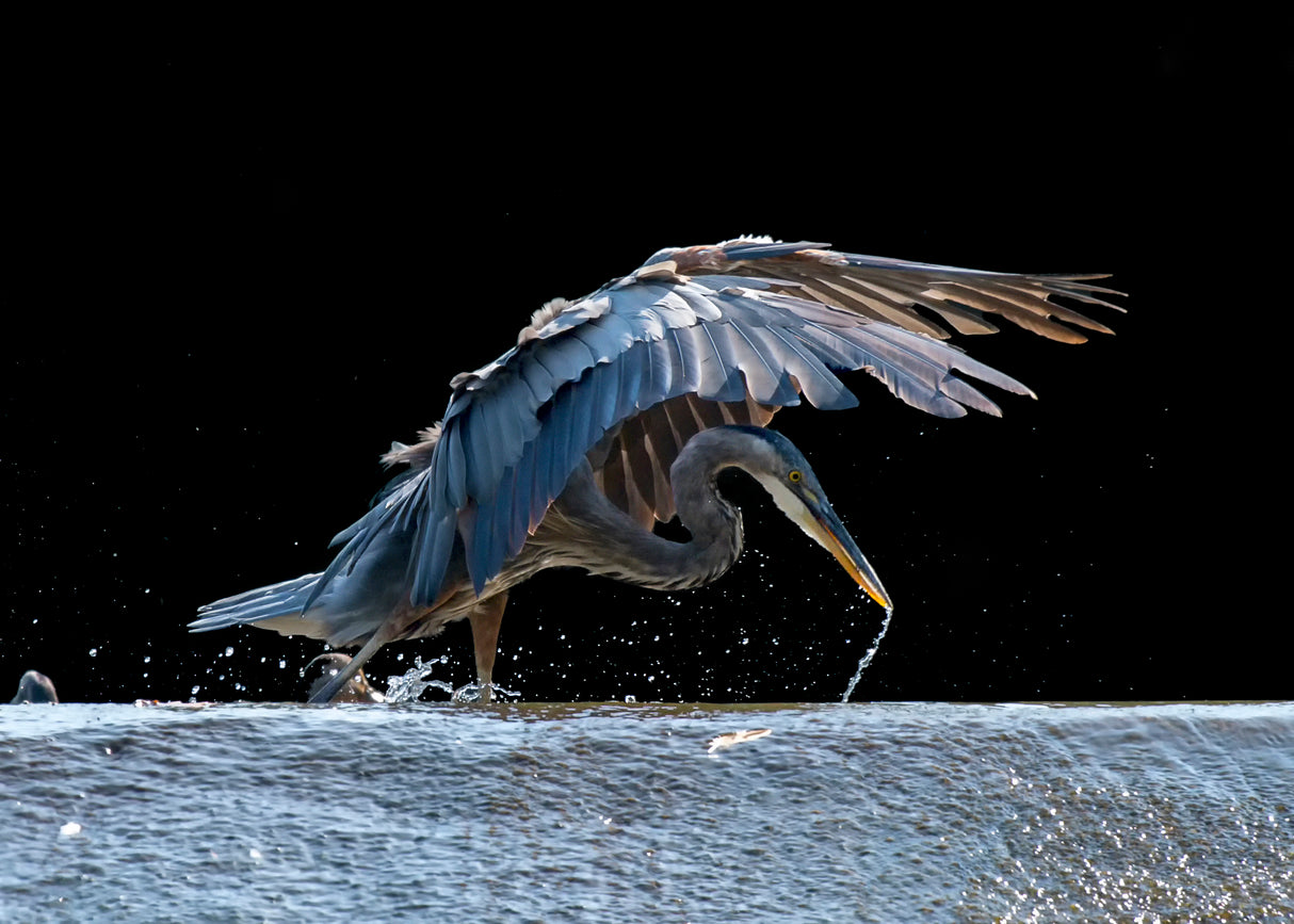 Blue Heron Searching For Food Poster och Canvastavla