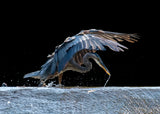 Blue Heron Searching For Food Poster och Canvastavla