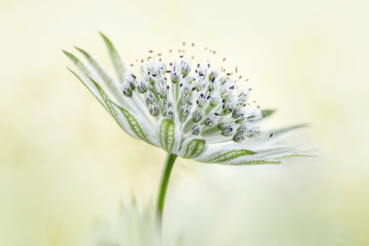 ~Astrantia~ Poster och Canvastavla