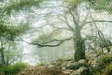 Foggy Day at the Kap Poster och Canvastavla