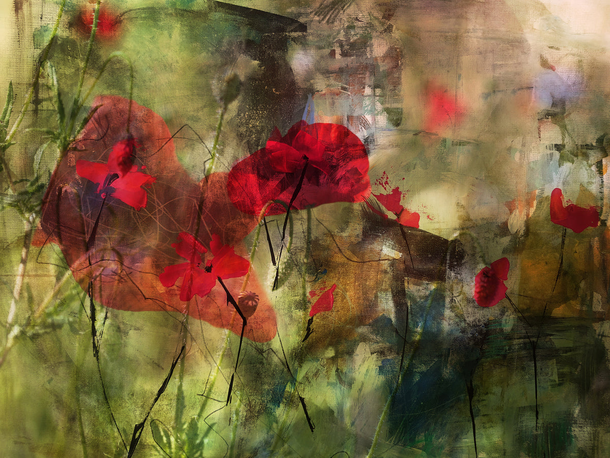 Poppies Poster och Canvastavla