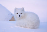 White fox Poster och Canvastavla