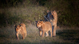 Lion family ! Poster och Canvastavla