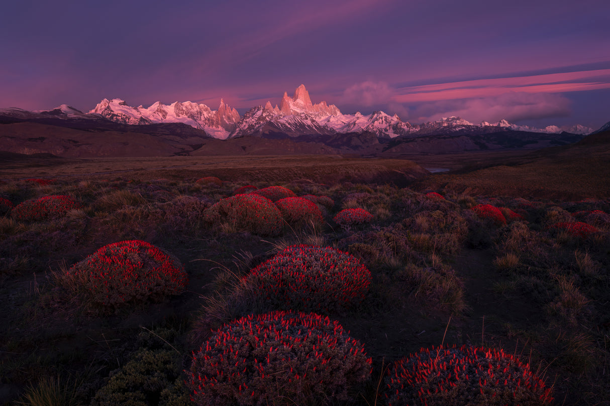 Spring in Torres del Paine Poster och Canvastavla