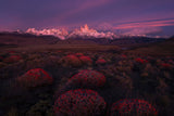 Spring in Torres del Paine Poster och Canvastavla