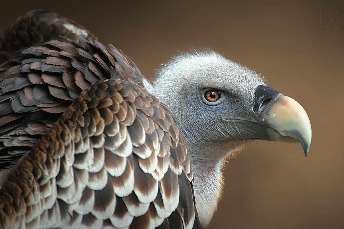Vulture Poster och Canvastavla