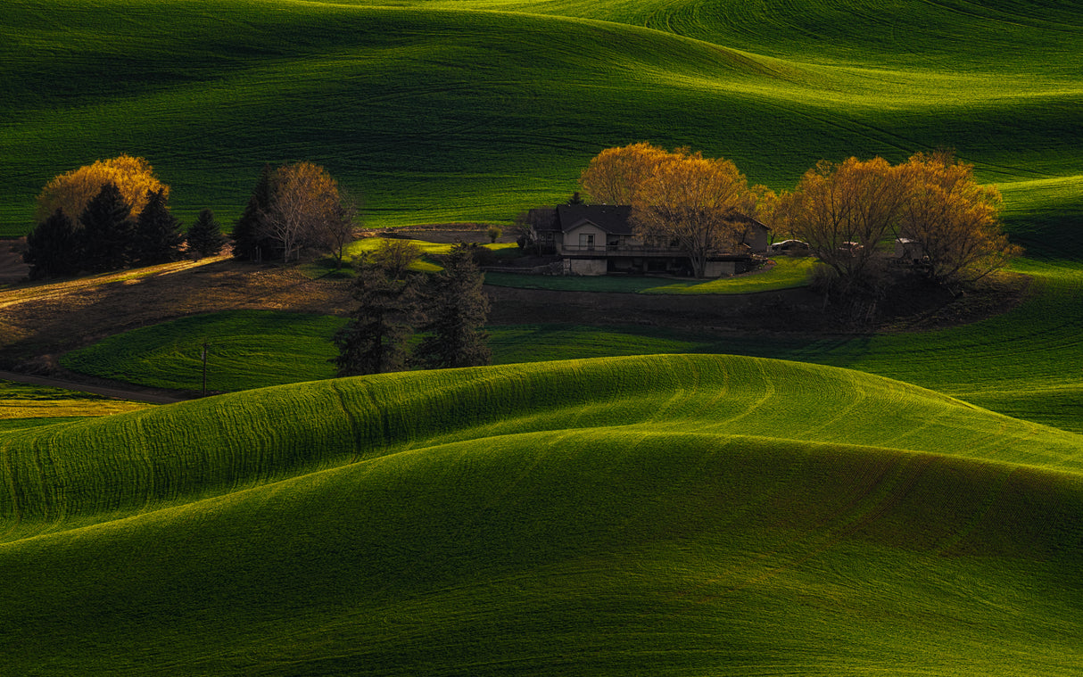 Farmland Golden Light Poster och Canvastavla