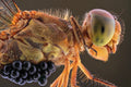 Dragonfly And Parasite Poster och Canvastavla
