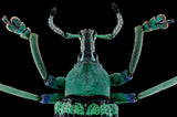 Eupholus magnificus Poster och Canvastavla