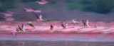 Flamingos in Dawn Poster och Canvastavla