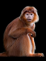 Javan Langurs Poster och Canvastavla