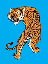 Tiger In Orange and Blue Poster och Canvastavla