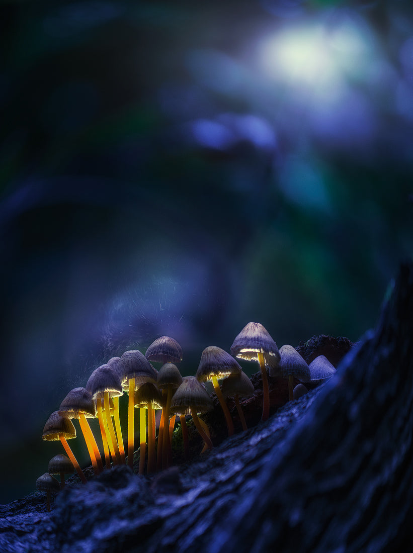 Glowing mushrooms Poster och Canvastavla