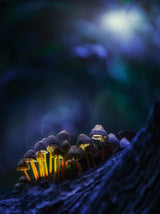 Glowing mushrooms Poster och Canvastavla