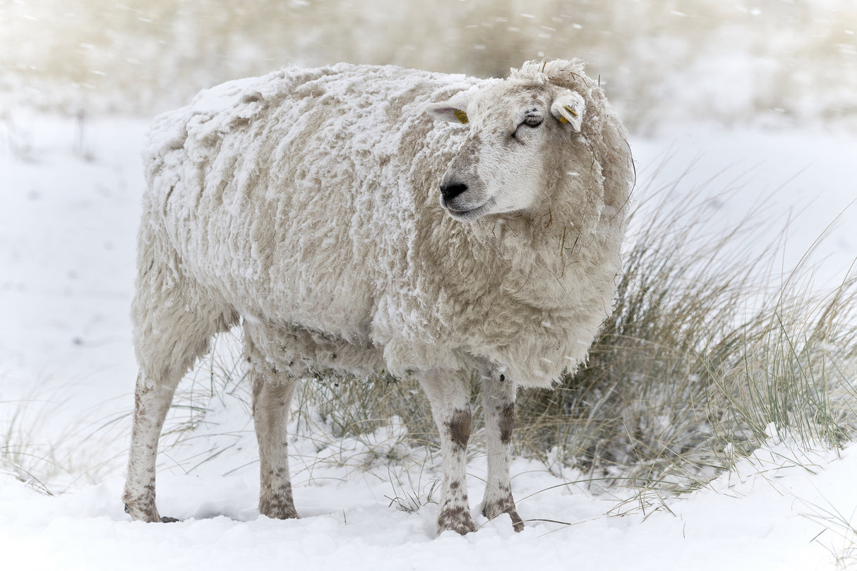 Sheep in snowy dunes Poster och Canvastavla