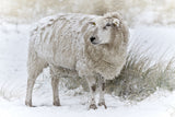 Sheep in snowy dunes Poster och Canvastavla