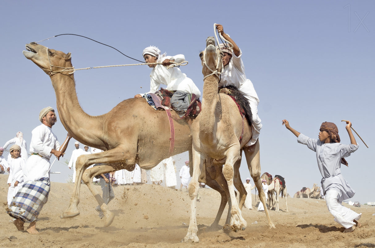 camel race Poster och Canvastavla