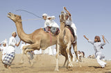 camel race Poster och Canvastavla