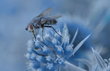 Gather pollen... Poster och Canvastavla