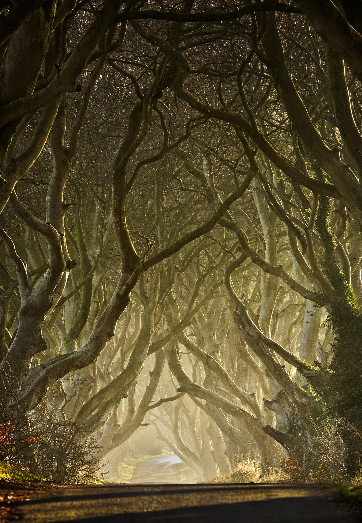 Entwined Poster och Canvastavla