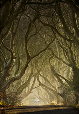 Entwined Poster och Canvastavla