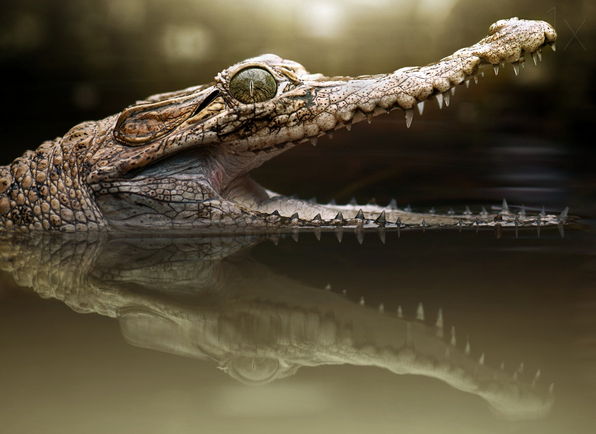 Croc Poster och Canvastavla