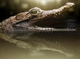 Croc Poster och Canvastavla