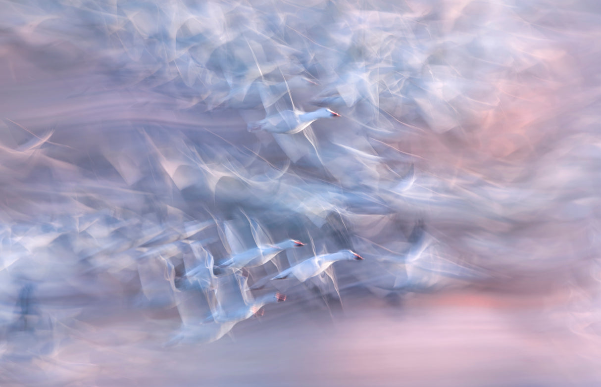 Snow geese Poster och Canvastavla