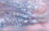 Snow geese Poster och Canvastavla
