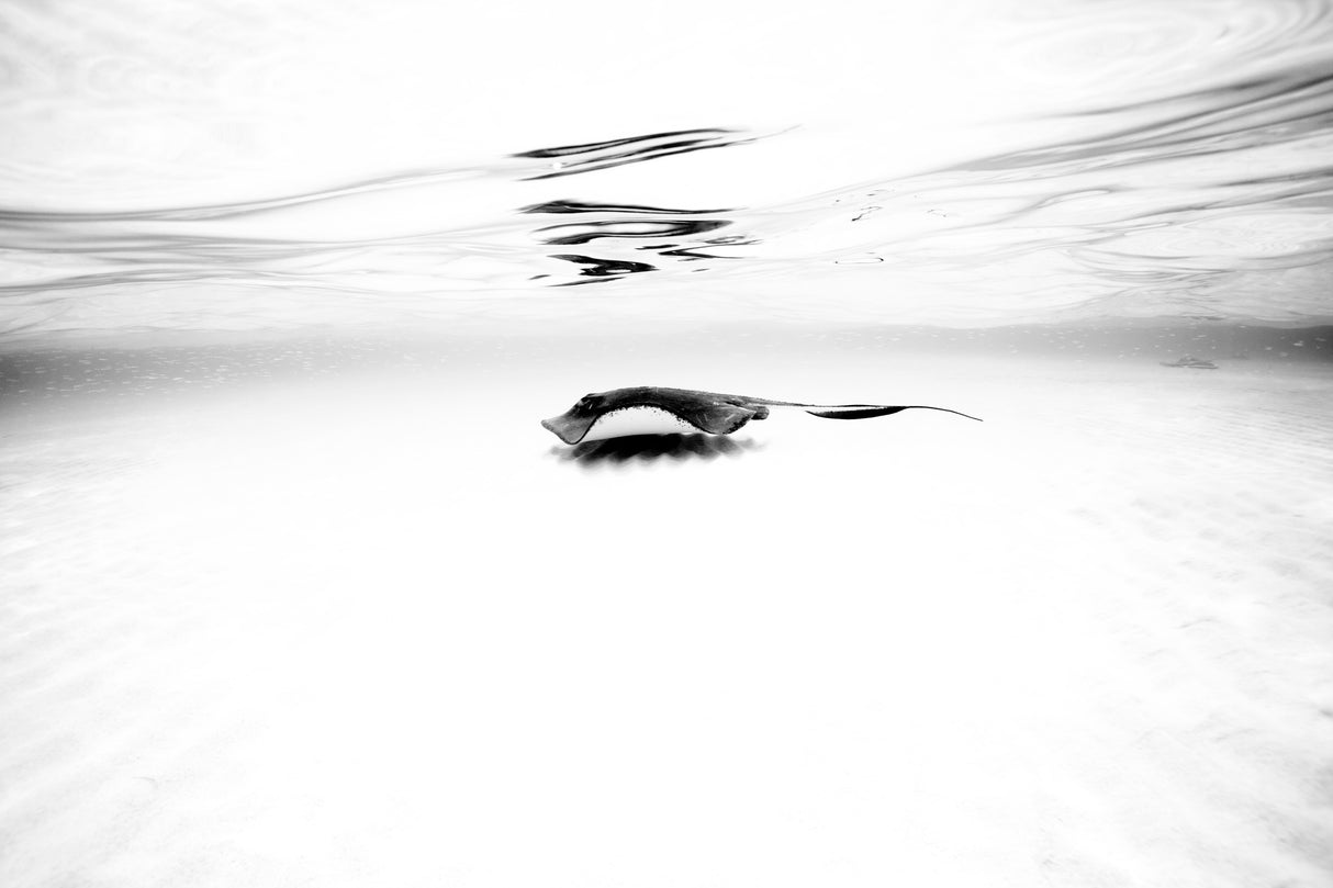 Sandbar Series I Poster och Canvastavla