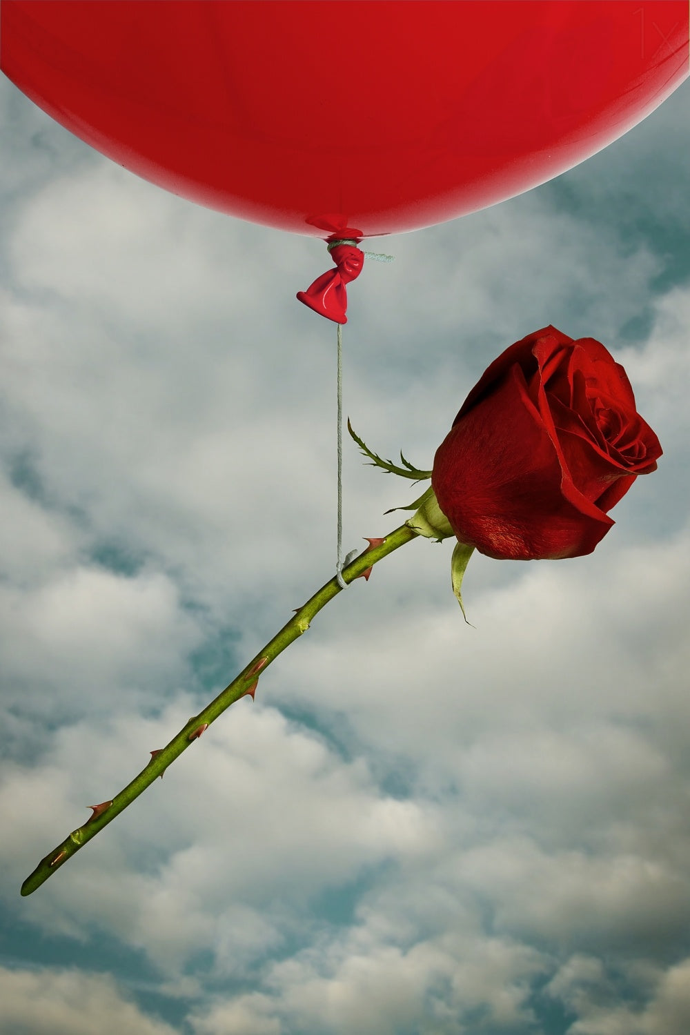 Rose and Red Poster och Canvastavla