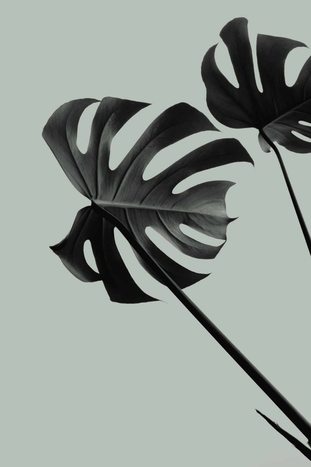 Monstera Teal 09 Poster och Canvastavla