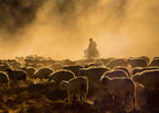 Shepherd and herd Poster och Canvastavla