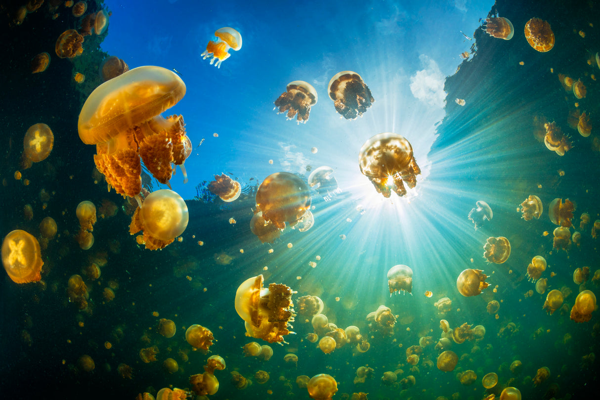 Sunlight and Jellyfish Poster och Canvastavla