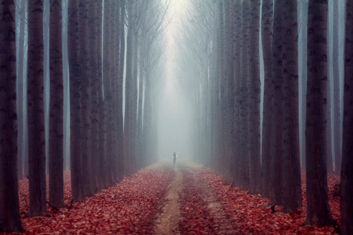 The Path Poster och Canvastavla