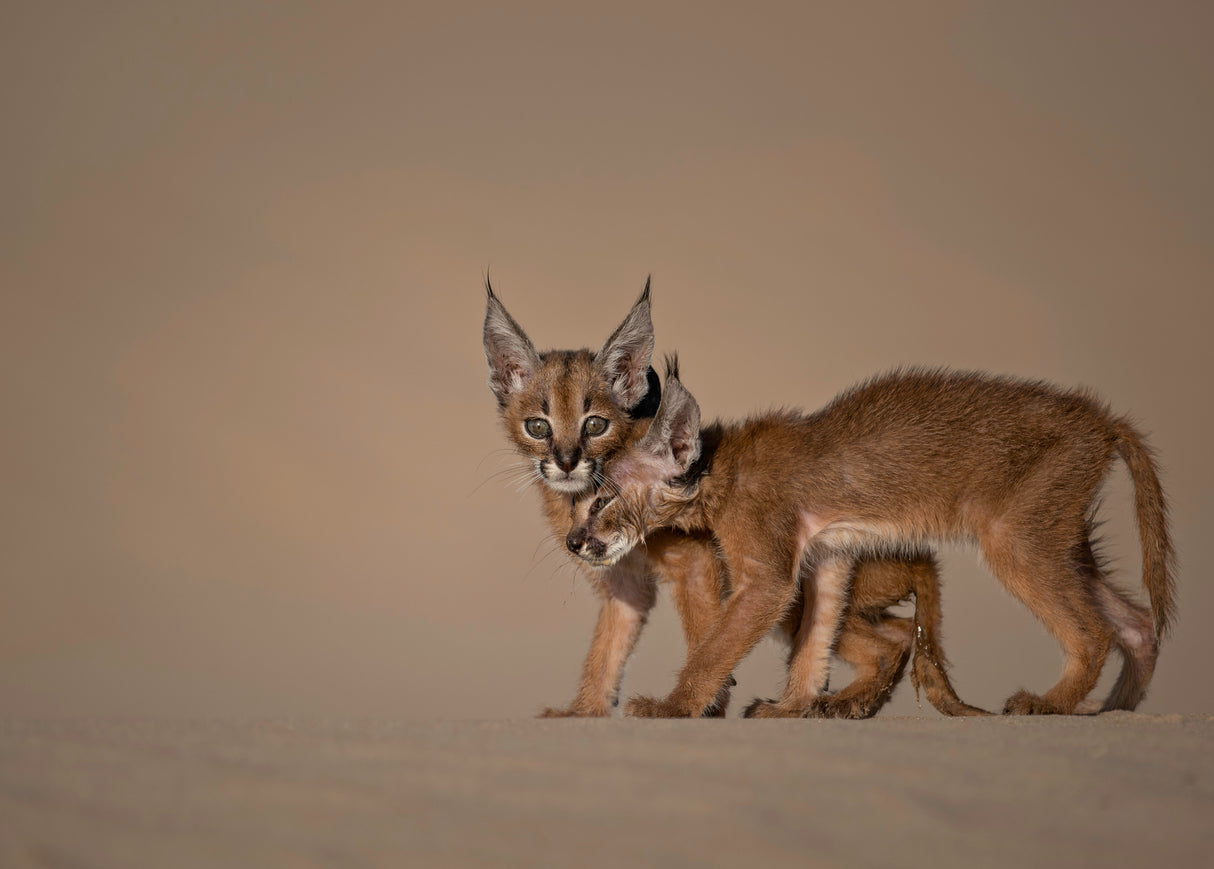 Caracal  schmitzi Poster och Canvastavla