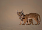 Caracal  schmitzi Poster och Canvastavla
