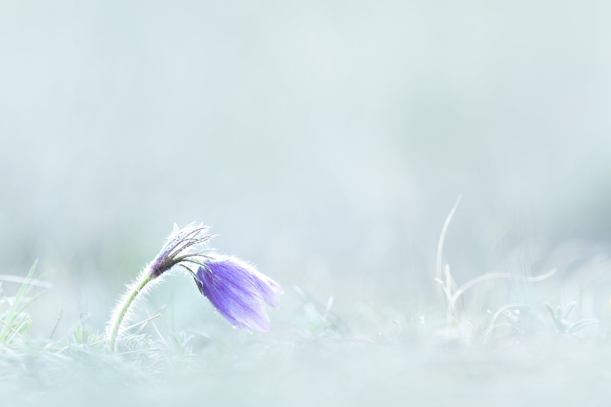 Close-up of purple flower on field Poster och Canvastavla